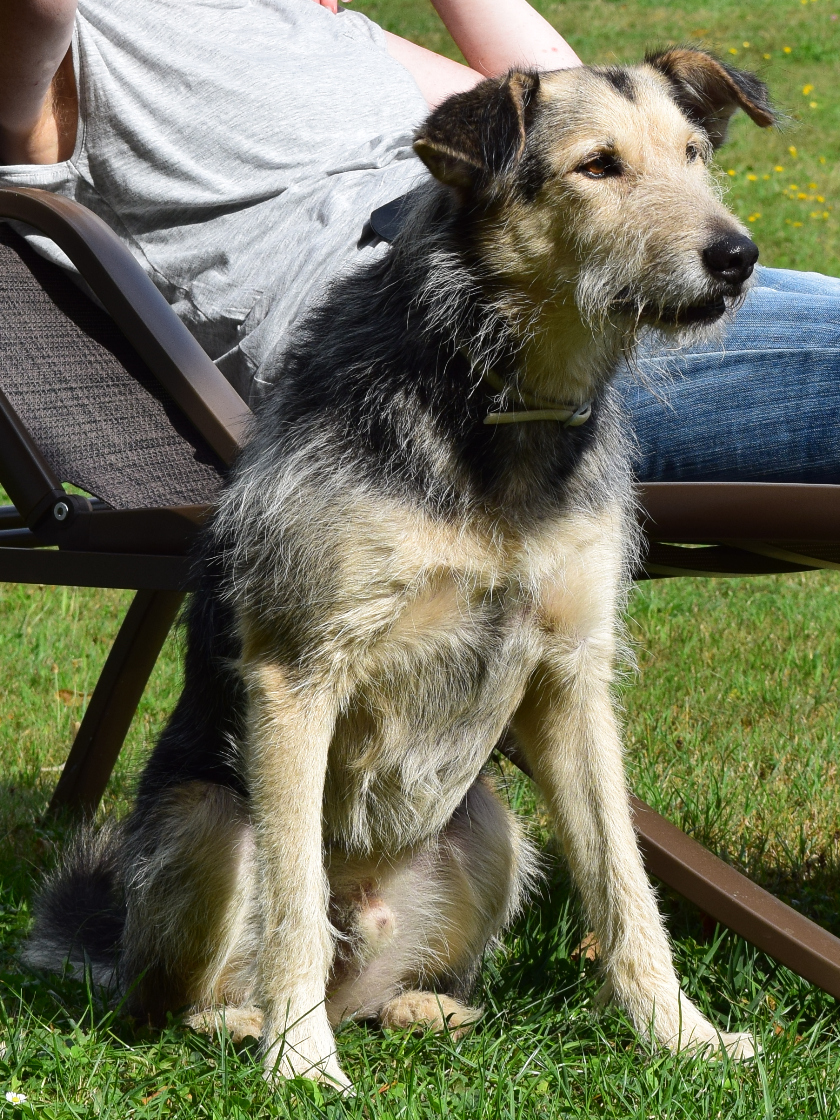 GEBRAUCHTER HUND Datenschutz
