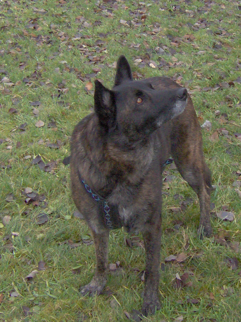 GEBRAUCHTER HUND Harry im Schnee