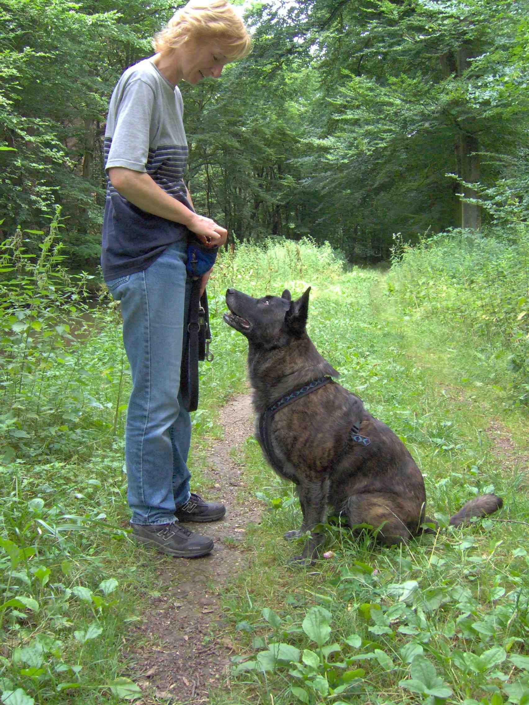 GEBRAUCHTER HUND stattlicher Harry