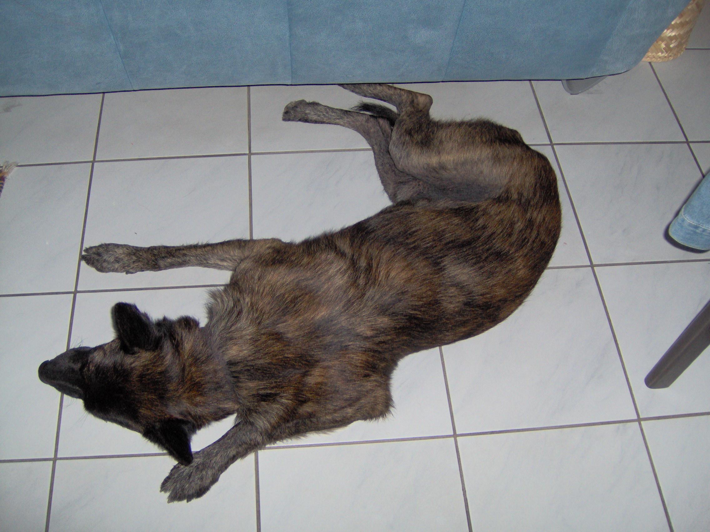 GEBRAUCHTER HUND Harry