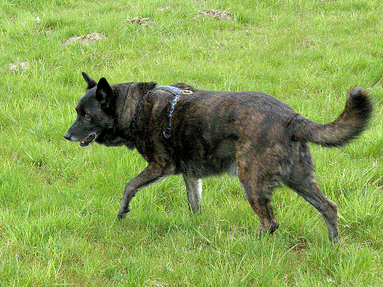 Besonderer Hund Harry
