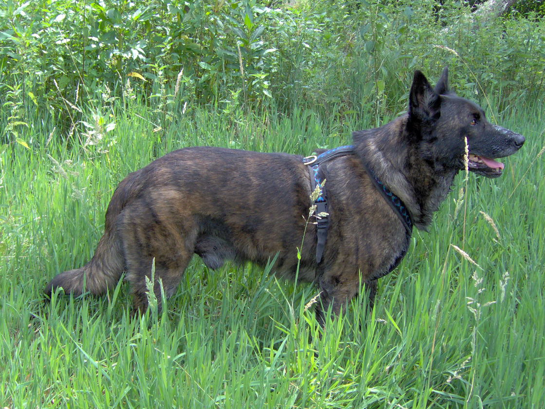 Lachender Hund Harry