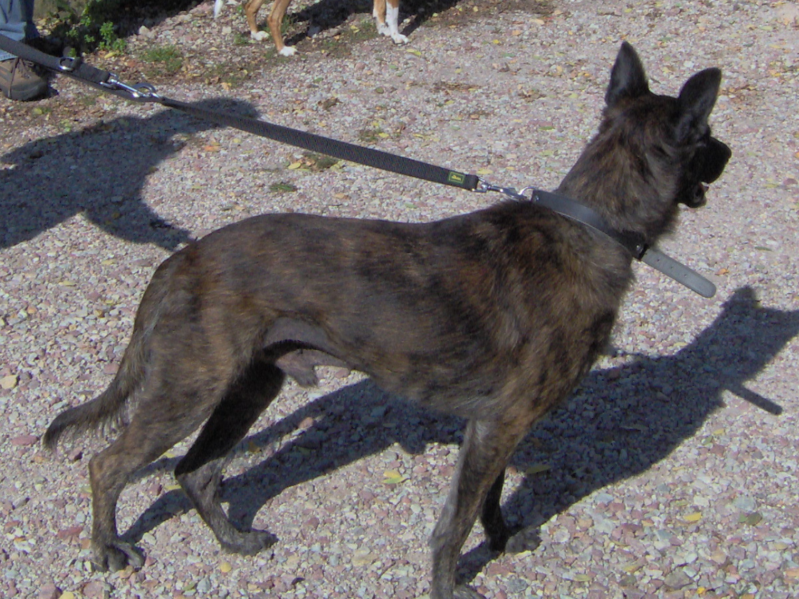 Besonderer Hund Harry