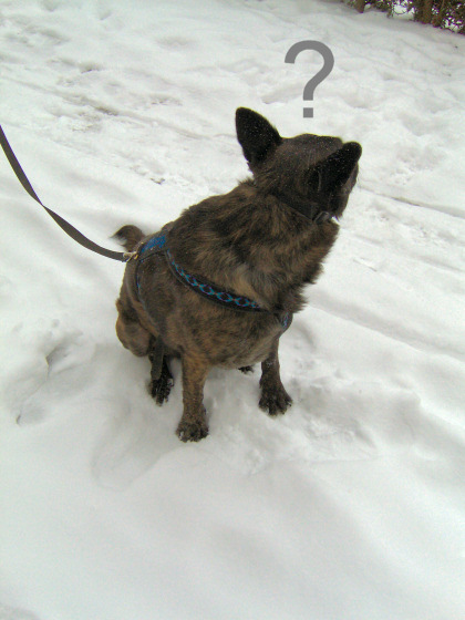GEBRAUCHTER HUND Lerndisposition