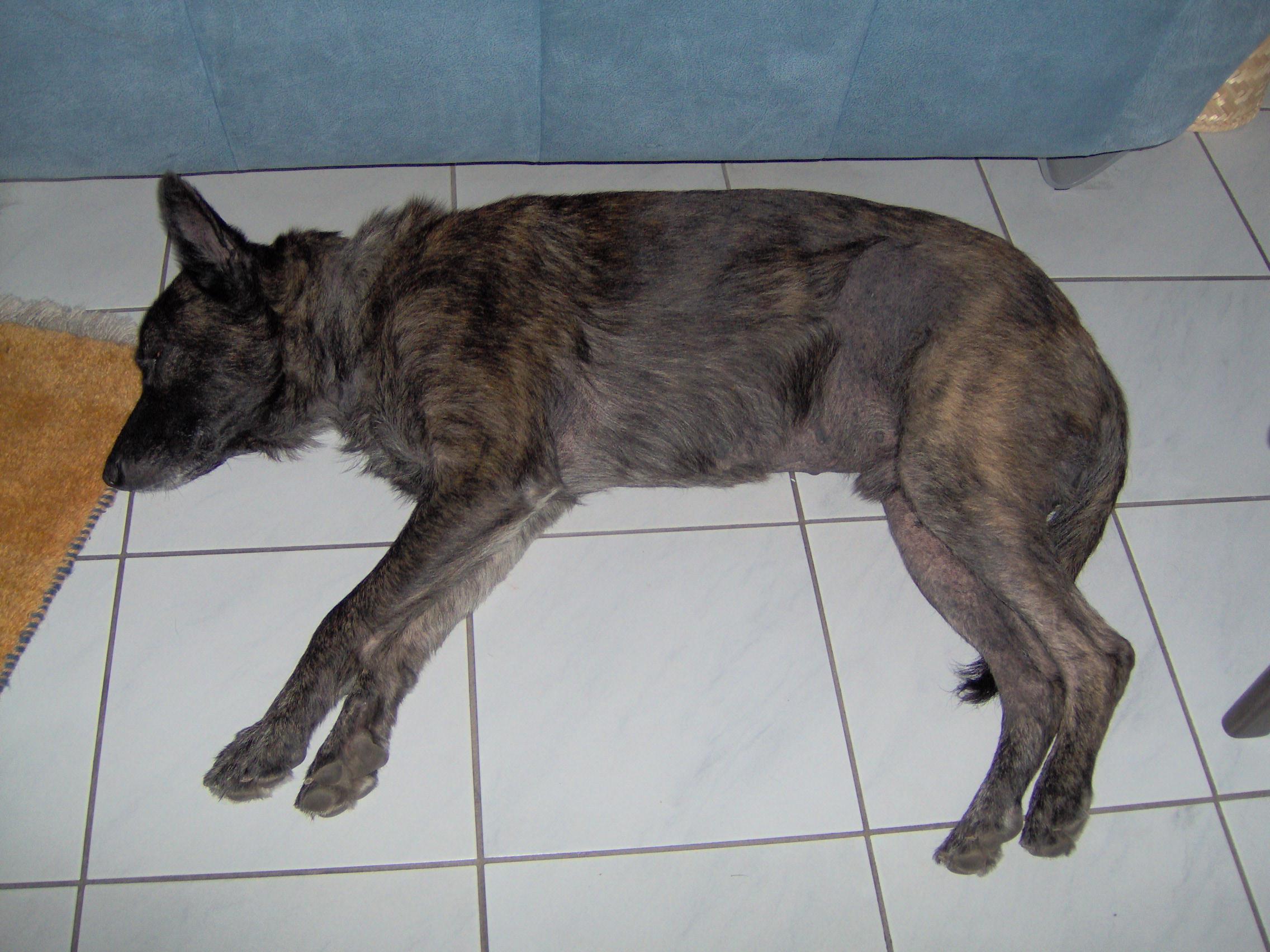 GEBRAUCHTER HUND Harry