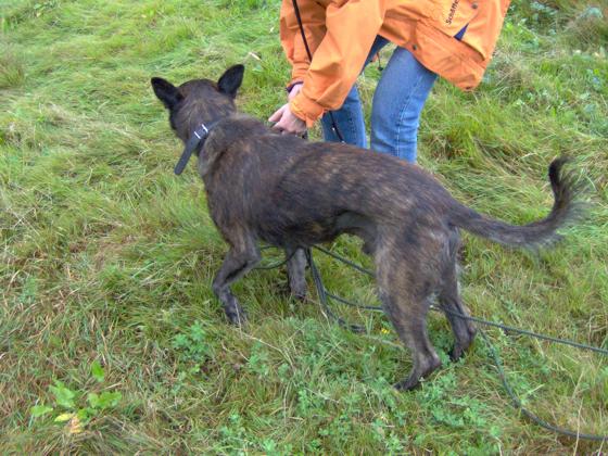 Unser gebrauchter Hund Harry September 2005