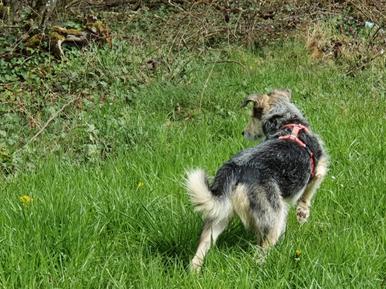 Terry auf der Pirsch