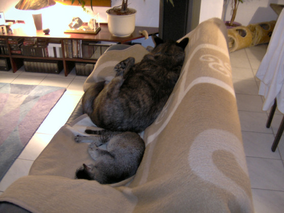 Harry und Merlin