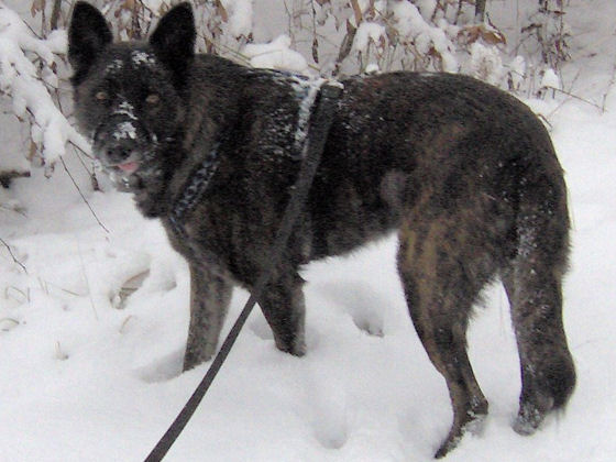 GEBRAUCHTER HUND Harry im Schnee