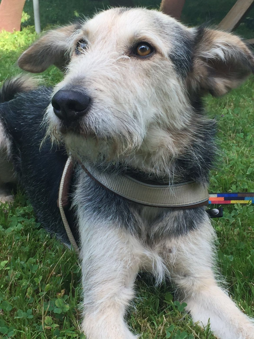 Besonderer Hund Terry